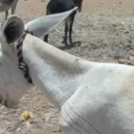 حلاقة الحمير