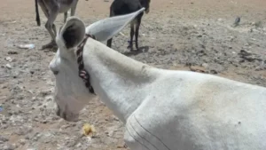 حلاقة الحمير
