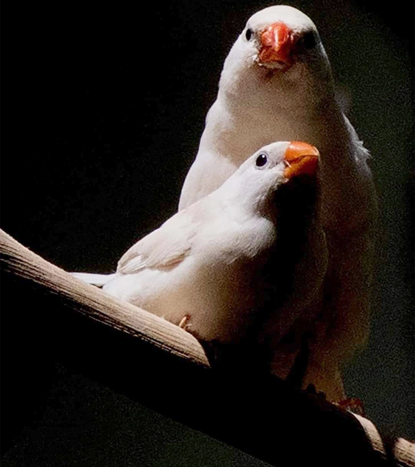 صورة