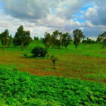 خضرة