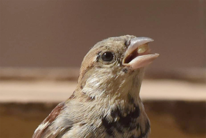 قول الكاميرا