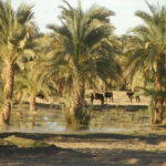 قول الكاميرا