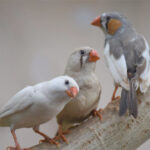 قول الكاميرا 62