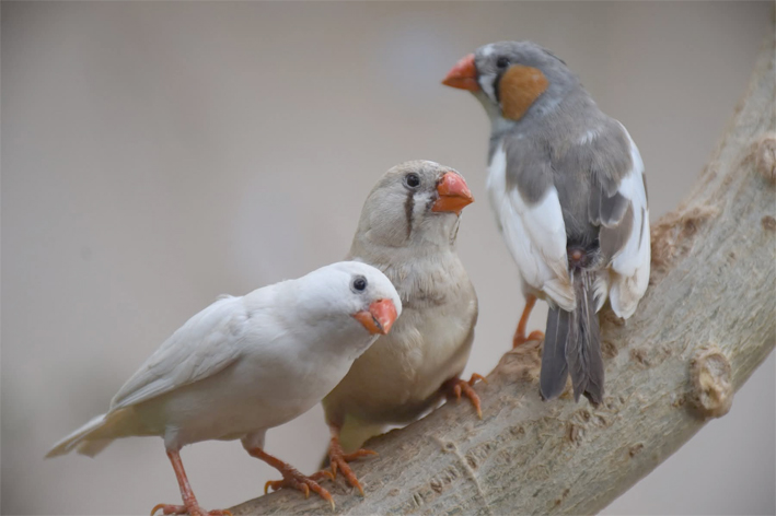 قول الكاميرا 62